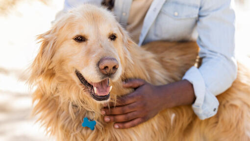 Putting Your Dog to Sleep Saying Goodbye Purina